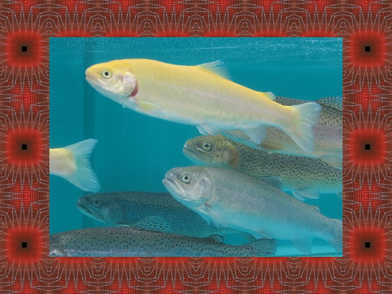 Framed Fish Pattern Combo