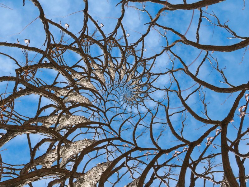 Liquib Spiraled Branches Droste