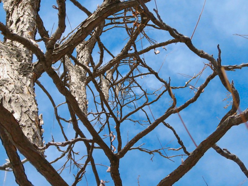 Liquib Winding Branches Droste